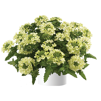 Vanessa Compact Lime