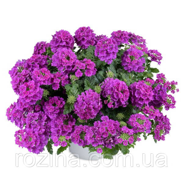 Вербена Vanessa Purple