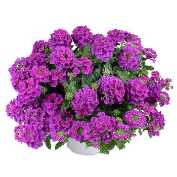 Вербена Vanessa Purple