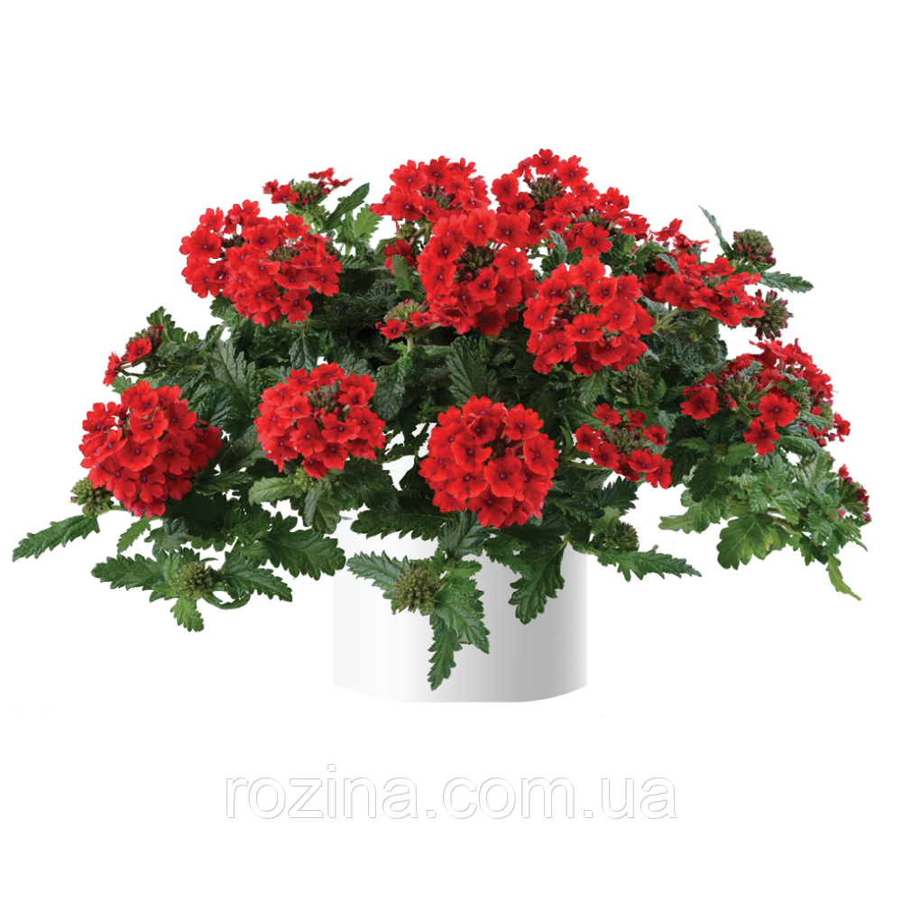 Вербена Vanessa Compact Red