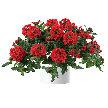 Вербена Vanessa Compact Red