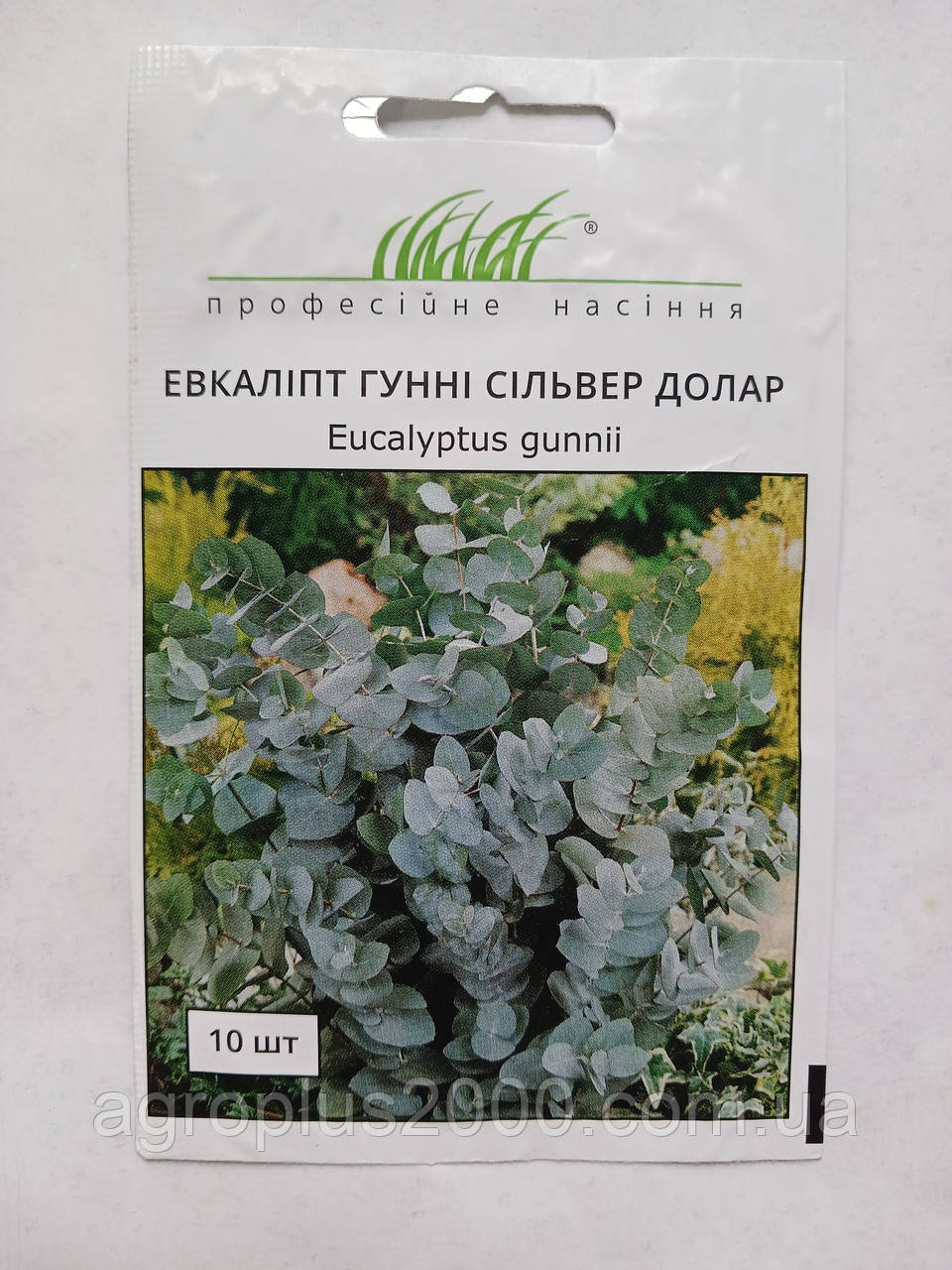 Насіння Евкаліпт Гуні Сільвер Долар 10 насінин Benary