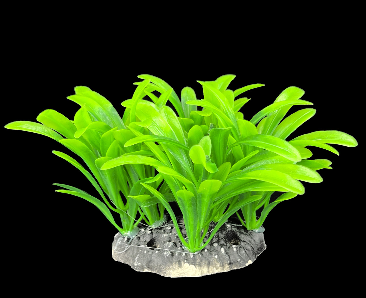 Рослина штучна, Echinodorus, 10 см.