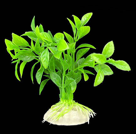 Акваріумна декоративна рослина, Hygrophila corymbosa, 10 см. Переливається на світлі, фото 1