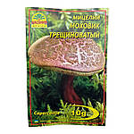 Міцеля Моховик