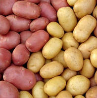 Семенной картофель Элита