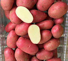 Картопля насіннєва Торнадо Еліта високоврожайна (мішок 25 кг)