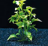 Акваріумні рослини Альтернатера Бетзика вкорінений живець Alternanthera bettzickiana, фото 2