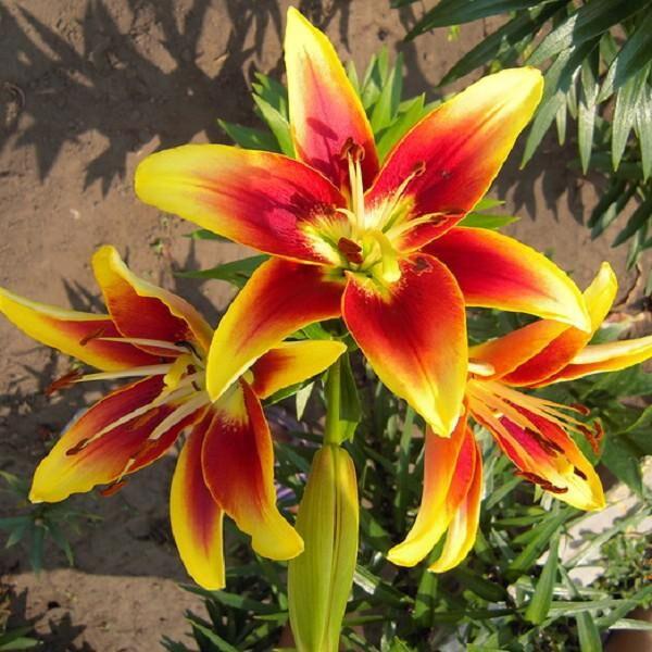 Лілію ОТ-Гібриди Kaveri (розмір цибулини 14/15), фото 1