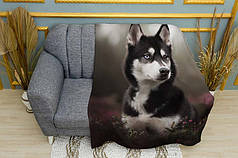 Плед «Гарна хаскі у лісі. Beautiful husky in the forest»