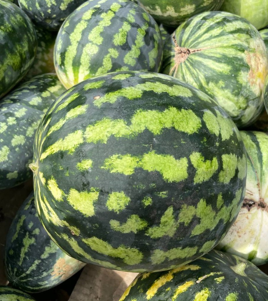 Насіння кавуна Скарб, 96-100 днів, фасовка 50 г, фото 1