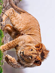 Пледи з левами