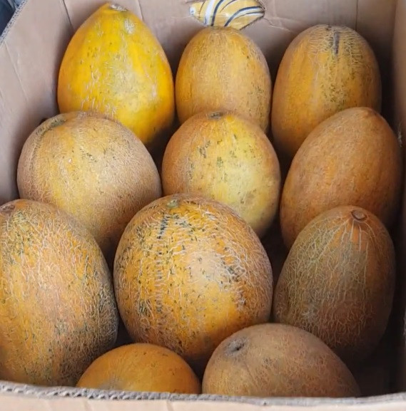 Насіння дині сорт Берегиня, 85-92 днів, упаковка 1 кг, фото 1