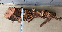 Натуральний корч для декору, 550х200мм., фото 5