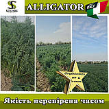 Насіння кропу Алігатор / Alligator (темно-сизий, жаростійкий) ТМ Solare Sementi (Італія), фото 8