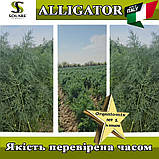 Насіння кріп кущовий Алігатор / Alligator (темний, жаростійкий) ТМ Solare Sementi (Італія), фото 8