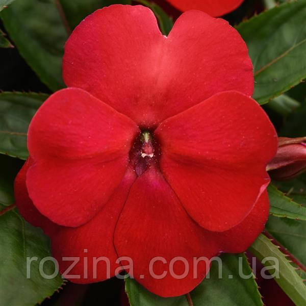 Імпатієнс New Guinea Clockwork Red