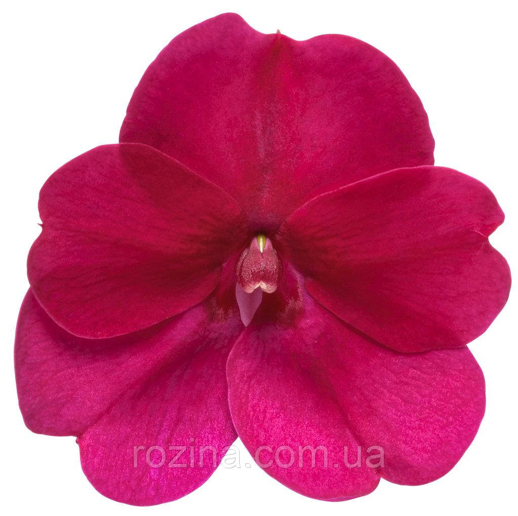 Імпатієнс New Guinea Clockwork Magenta