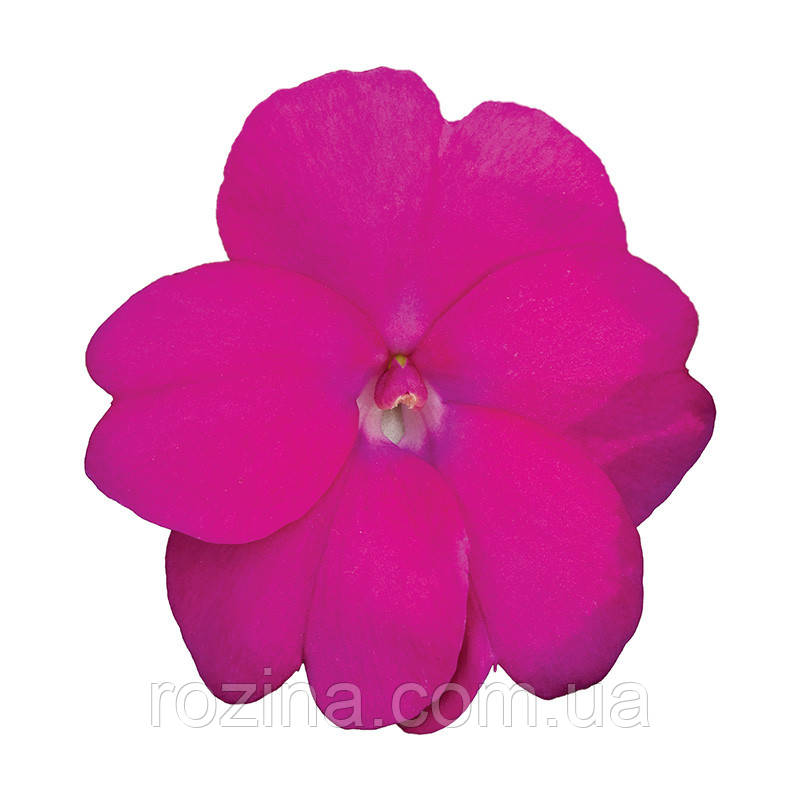 Імпатієнс Sunpatiens Compact Hot Lilac