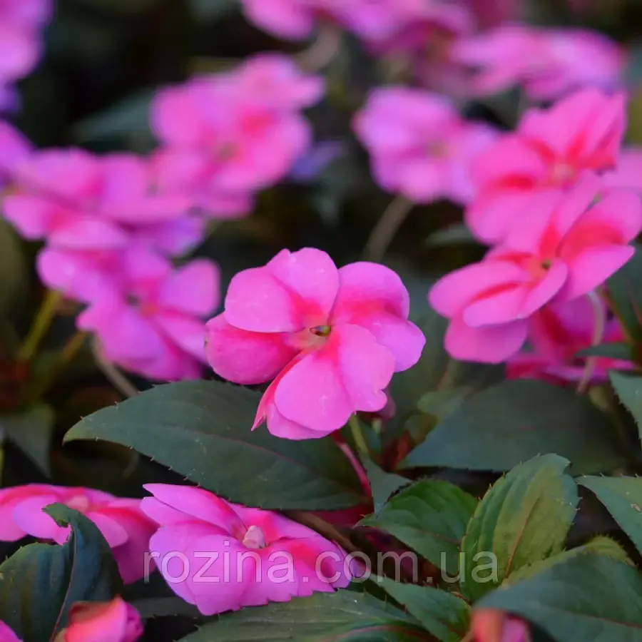 Імпатієнс Sunpatiens Compact Purple Candy