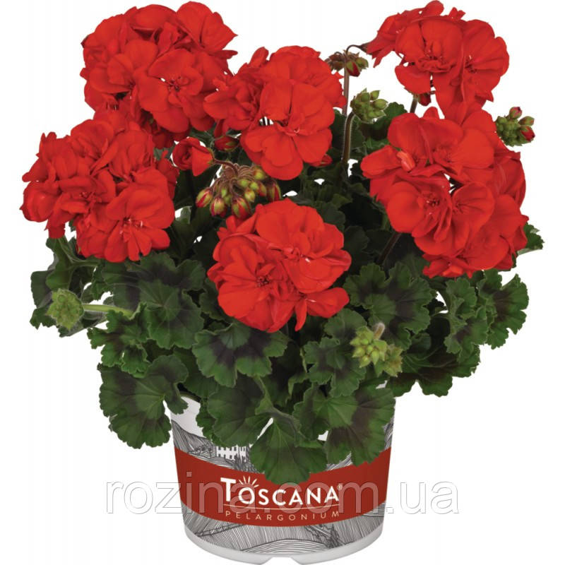 Пеларгонія зональна Dolce Vita Mylena Red