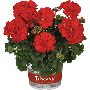Пеларгонія зональна Dolce Vita Mylena Red