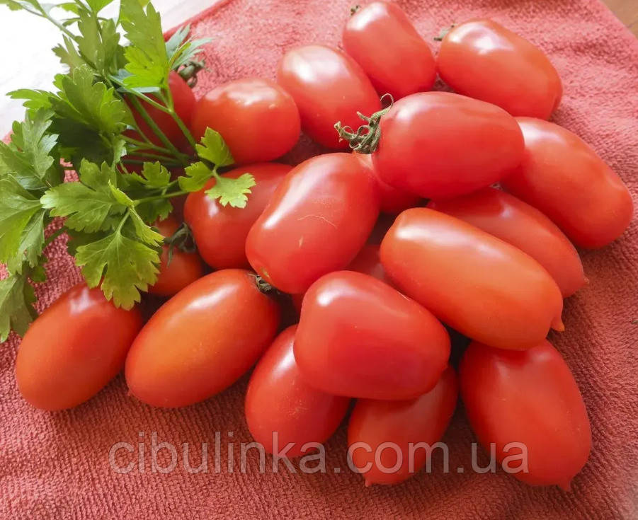Томат Брісколіно F1 (черрі) United Genetics/Італія 10 шт