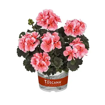 Пеларгонія зональна Dolce Vita Milou Light Salmon