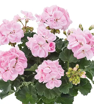 Пеларгонія зональна Dolce Vita Karen Light Pink