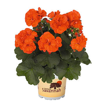 Пеларгонія  Dolce Vita Sylvia Orange