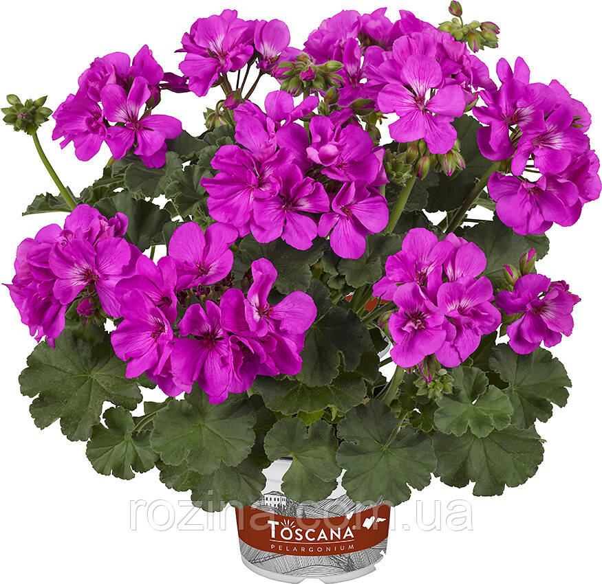Пеларгонія зональна Castello Lea Violet