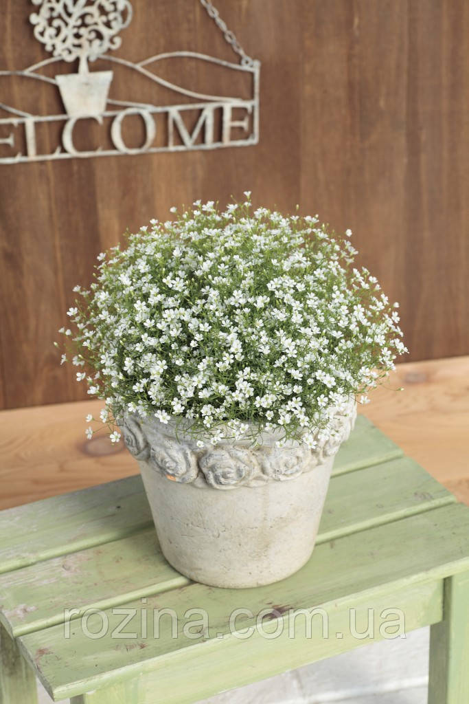 Gypsy compact White\Pink