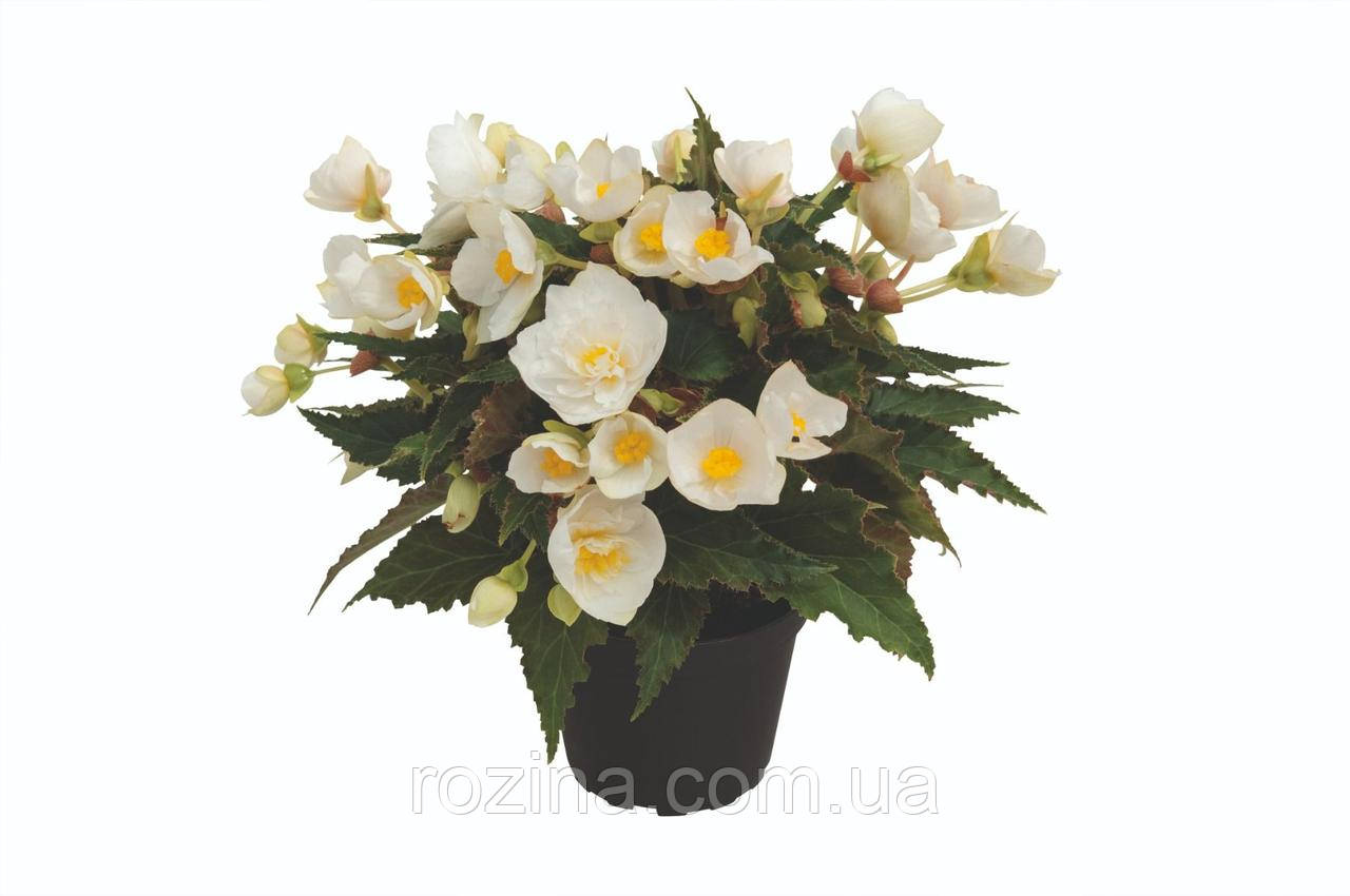 Бегонія Bellissa White