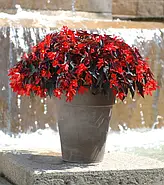 Бегонія Summerwings Dark Elegance, фото 3