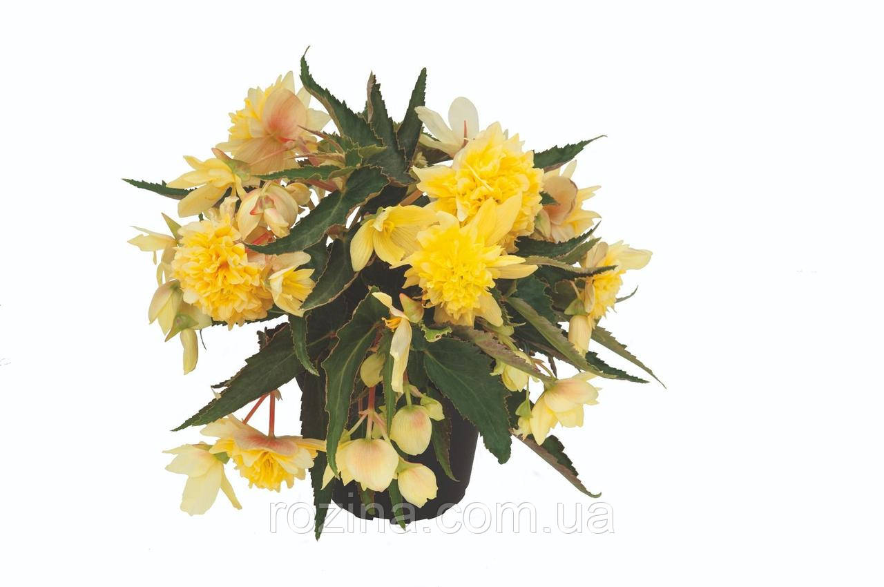 Бегонія Belleconia Citrus
