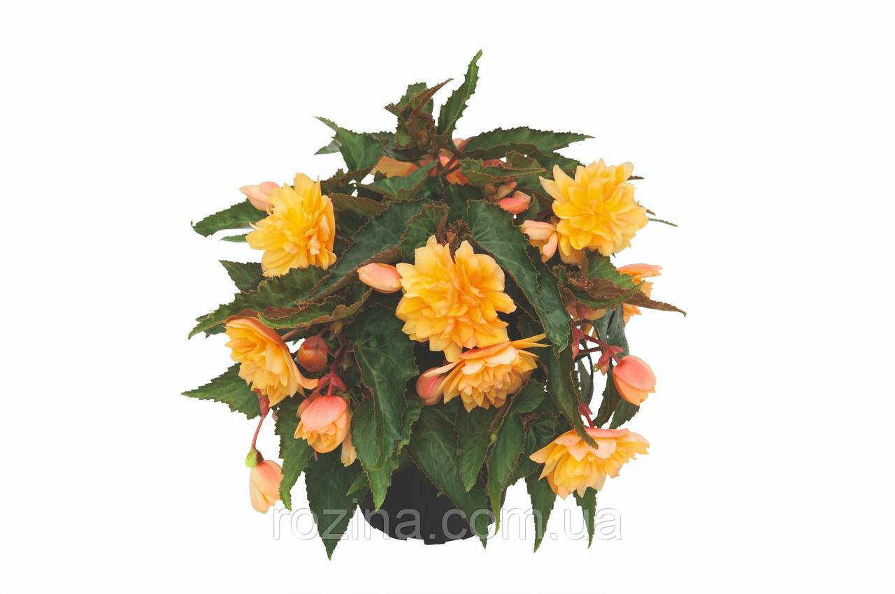 Бегонія Belleconia Mango