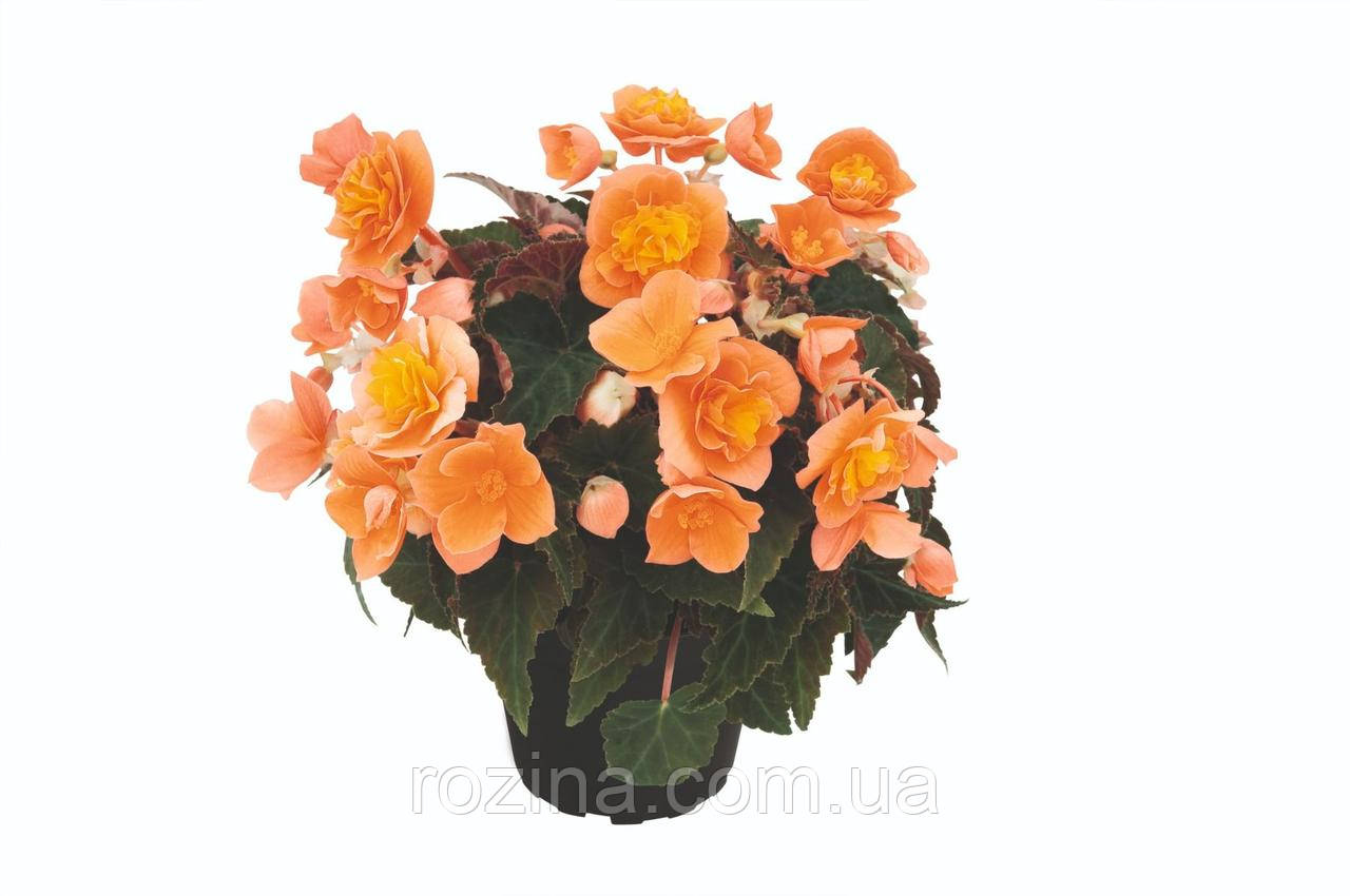 Бегонія Bellissa Orange
