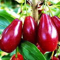 Кизил "Володимирський" (ЗКС) 2 роки