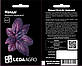 Насіння Базиліку червоний Фредді, ароматний та декоративний гарнір 0,3 г (LedaAgro), фото 2