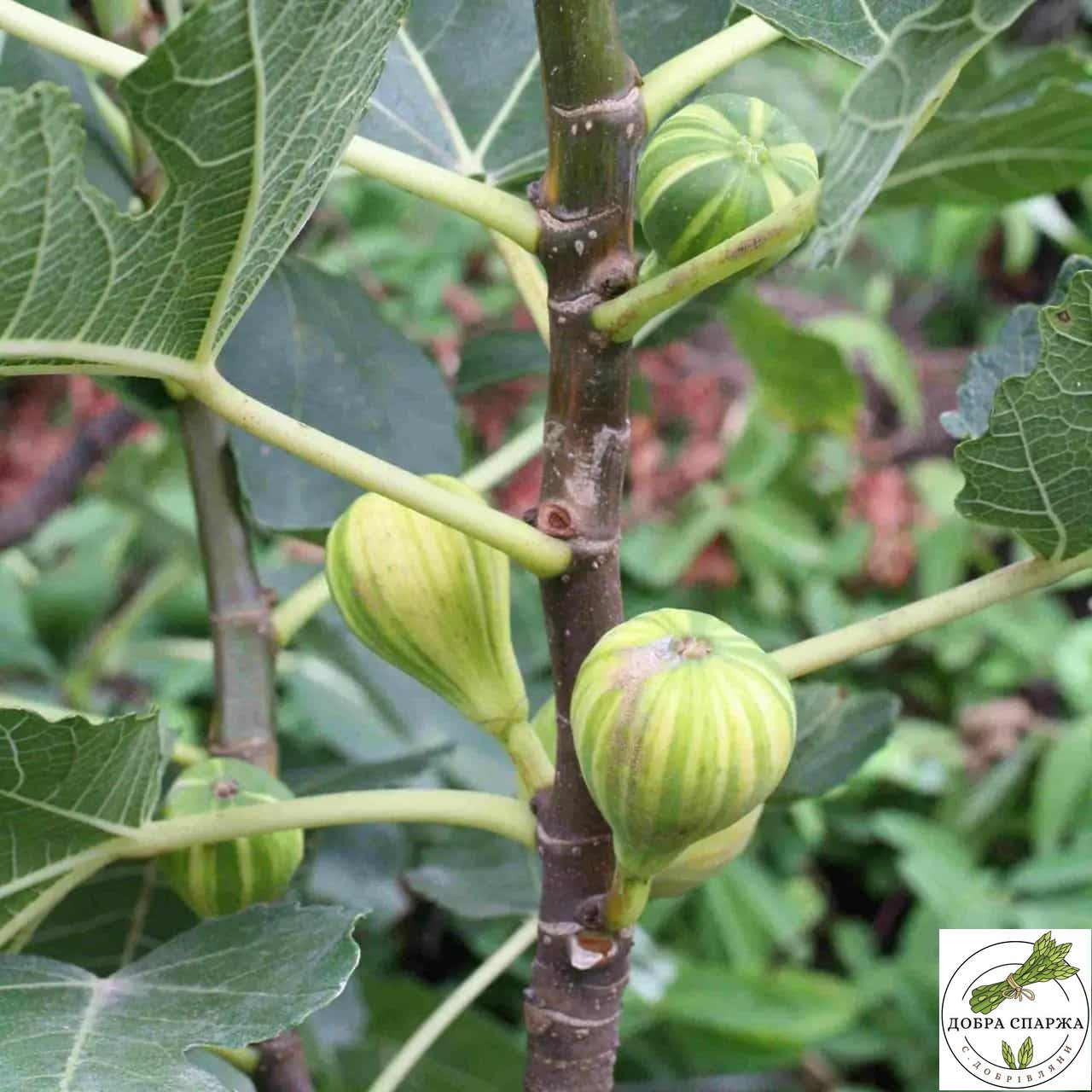 Саджанець інжиру Панч/ Panache fig, однорічний, в 2л. контейнері