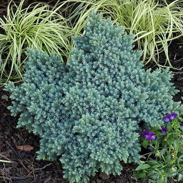 Ялівець лускатий Блю Стар D -50 см