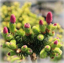 Ялина звичайна Медуза (Medusa) на штамбі