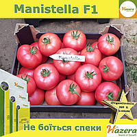 Томат  рожевий Маністелла F1 / Manistella F1 ТМ Hazera (Нідерланди), 500 насінин