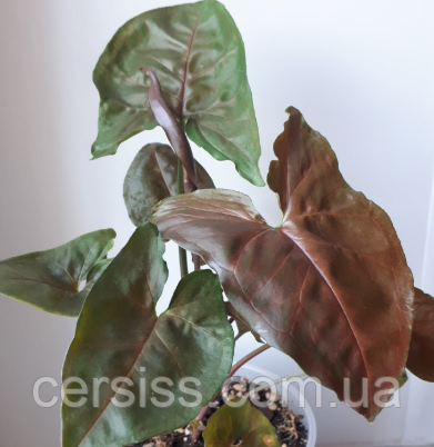 Сингоніум Брокант коричневий кімнатна рослина Syngonium Brocante