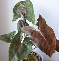 Сингоніум Брокант коричневий кімнатна рослина Syngonium Brocante