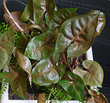 Сингоніум Брокант коричневий кімнатна рослина Syngonium Brocante, фото 2