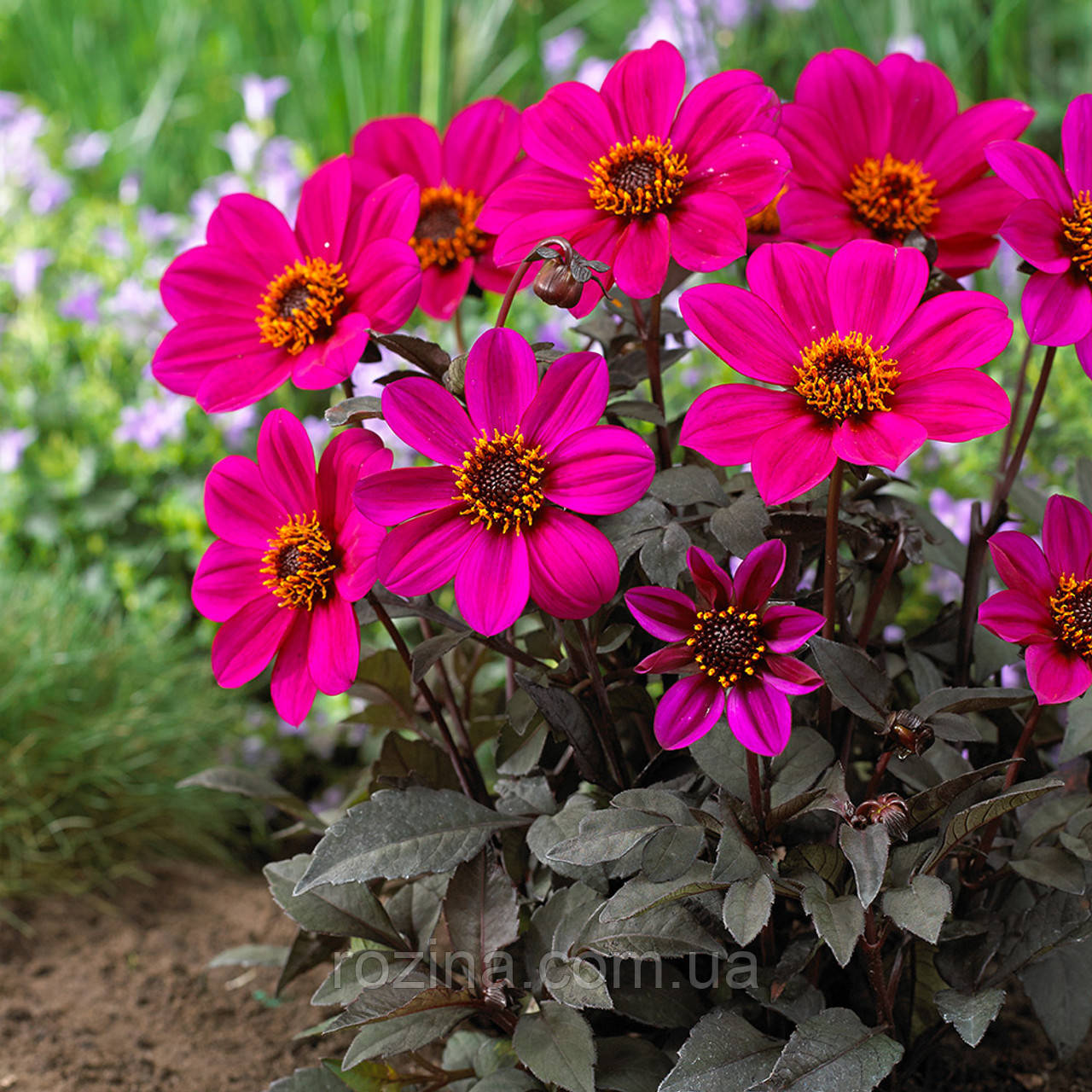 ameрина Happy Days Purple