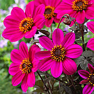 ameрина Happy Days Purple, фото 3