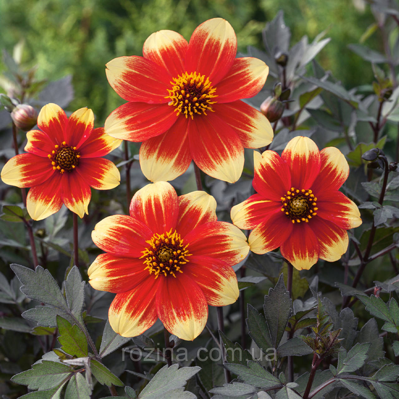 кормина Happy Days Bicolour Yellow-Red, фото 1