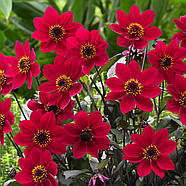 кормина Happy Days Red, фото 3